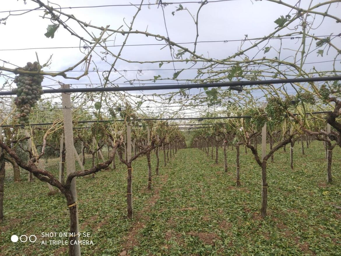 Immagine: 107366043_2622889874694627_8492926350278947626_o303