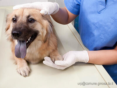 Immagine: 20150311_sterilizzazione_cani1061