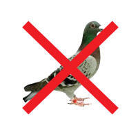 Immagine: divieto_piccione76