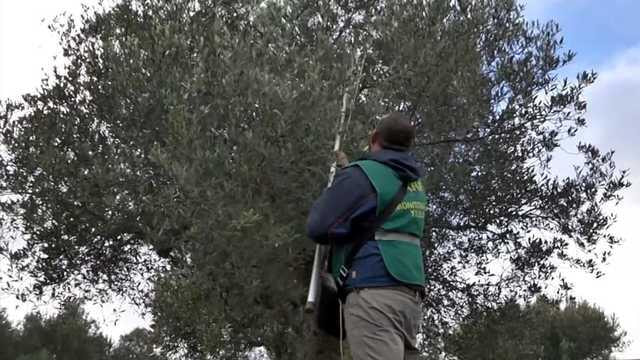 Immagine: site_640_480_limit_monitoraggio_xylella_Arif-2165