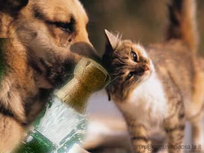 Immagine: 20141230spumante_capodanno1086