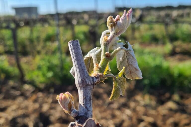 Immagine: gelate_vigneti190