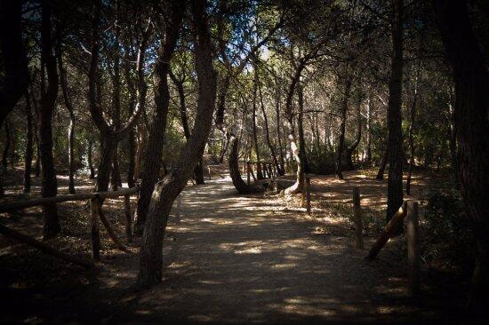 Immagine: la-pineta-regina-e-un239