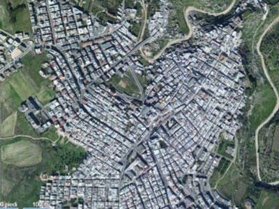 Immagine: pianta-ginosa974