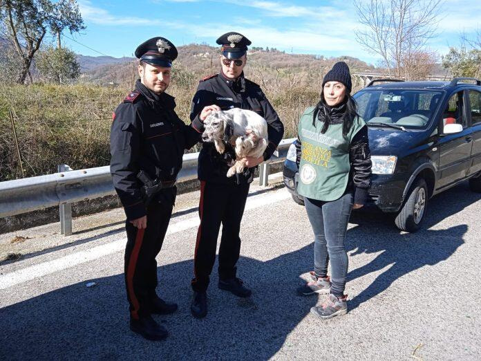 Immagine: SOCCORSO ANIMALE