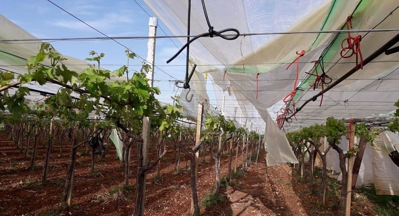 Immagine: stato_calamita_agricoltura_ginosa448