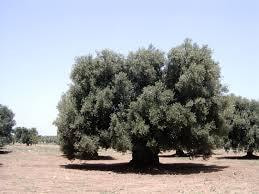 Immagine: ulivo_secolare1043